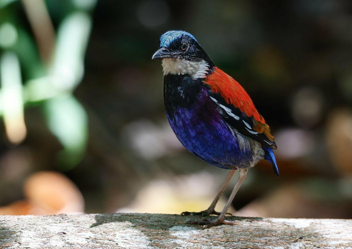 Blue-headed Pitta — Borneo wildlife, book, free download, jungle tour, bird, bird tour