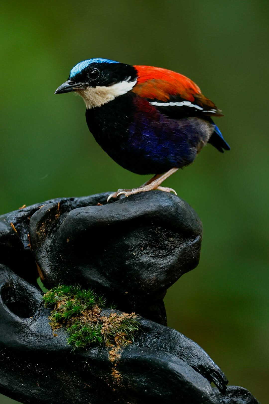Blue-headed Pitta — Borneo wildlife, book, free download, jungle tour, bird, bird tour