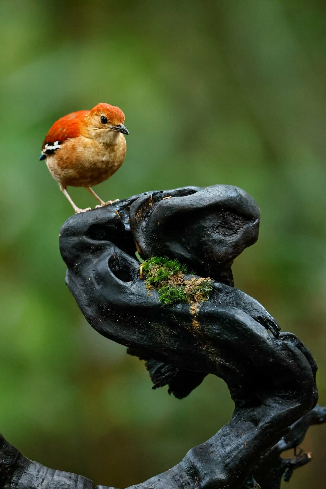 Blue-headed Pitta — Borneo wildlife, book, free download, jungle tour, bird, bird tour