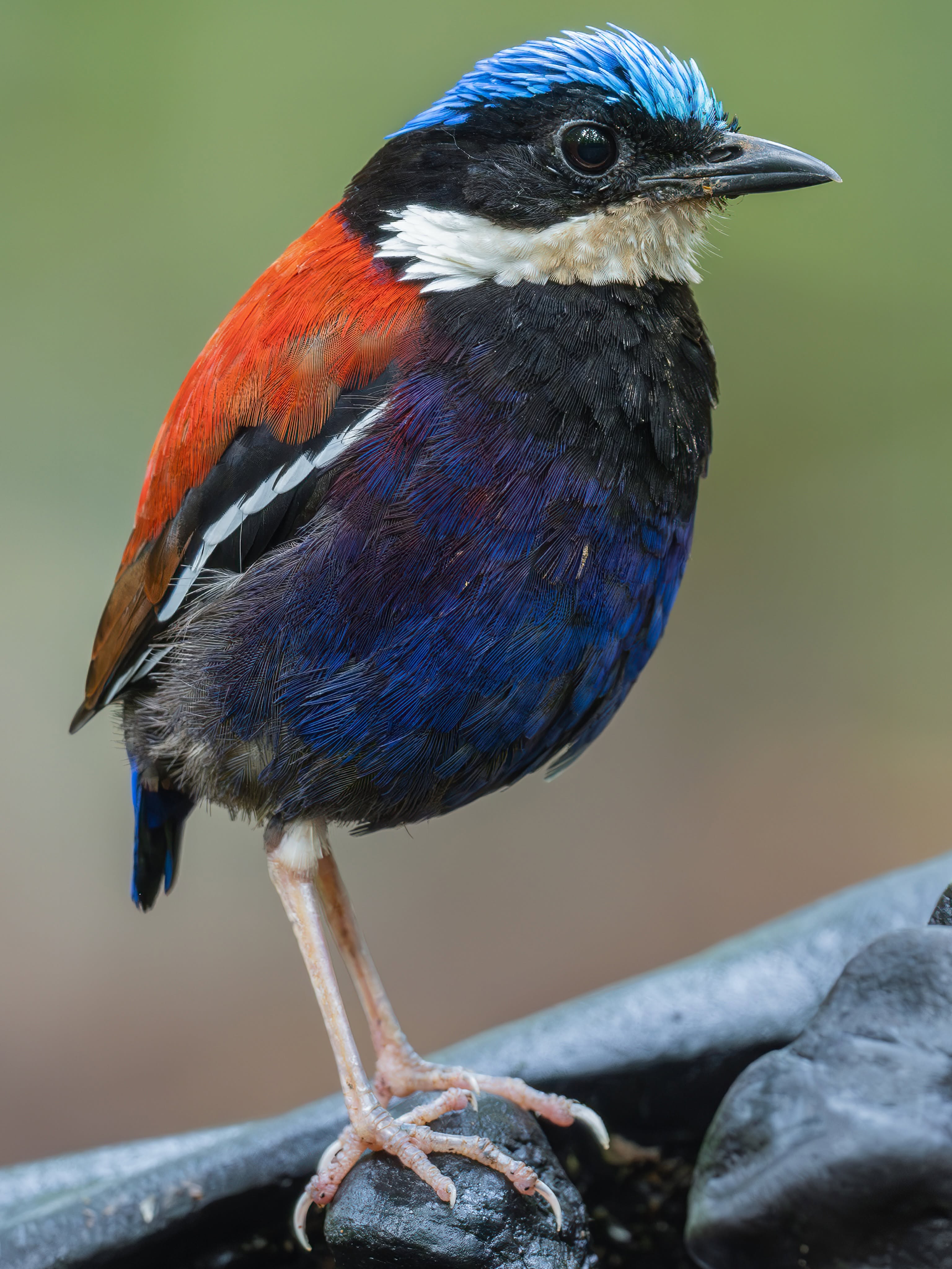Blue-headed Pitta — Borneo wildlife, book, free download, jungle tour, bird, bird tour