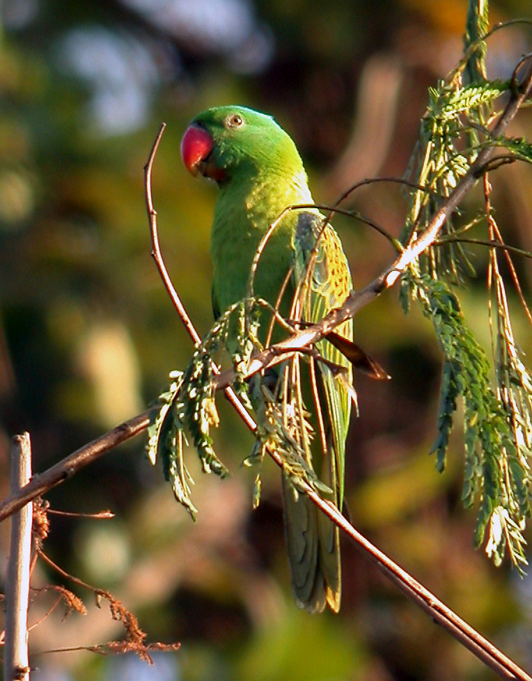 Blue-naped Parrot — Borneo wildlife, book, free download, jungle tour, bird, bird tour
