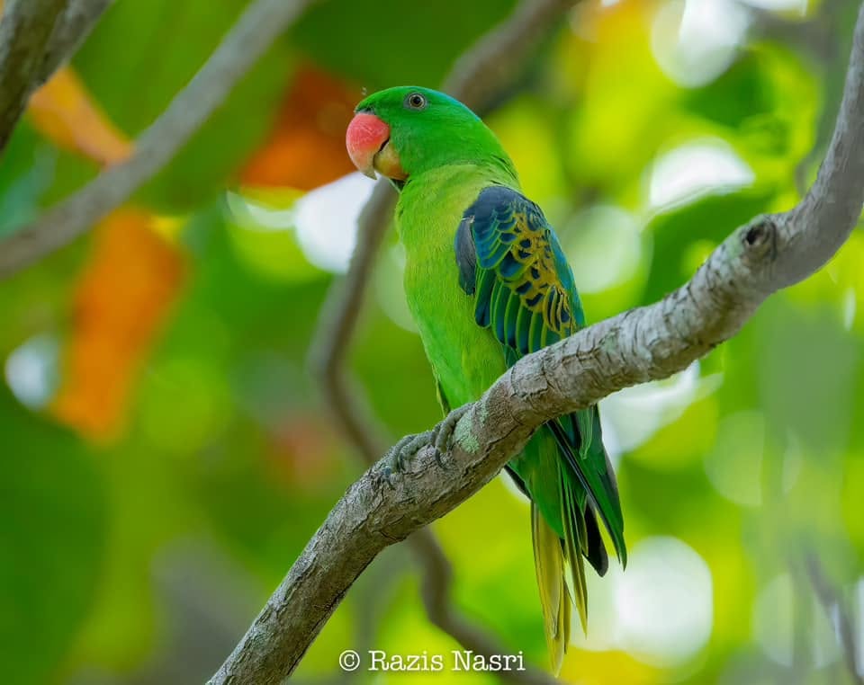 Blue-naped Parrot — Borneo wildlife, book, free download, jungle tour, bird, bird tour