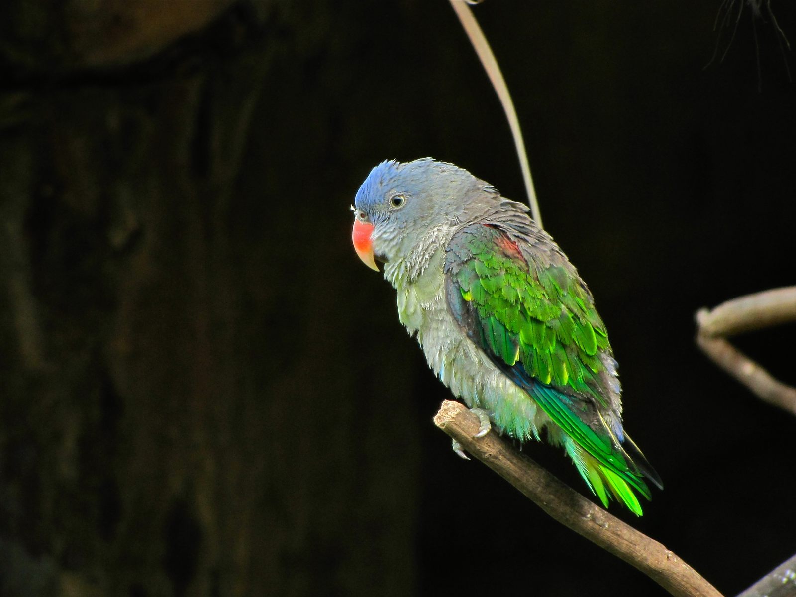 Blue-rumped Parrot — Borneo wildlife, book, free download, jungle tour, bird, bird tour