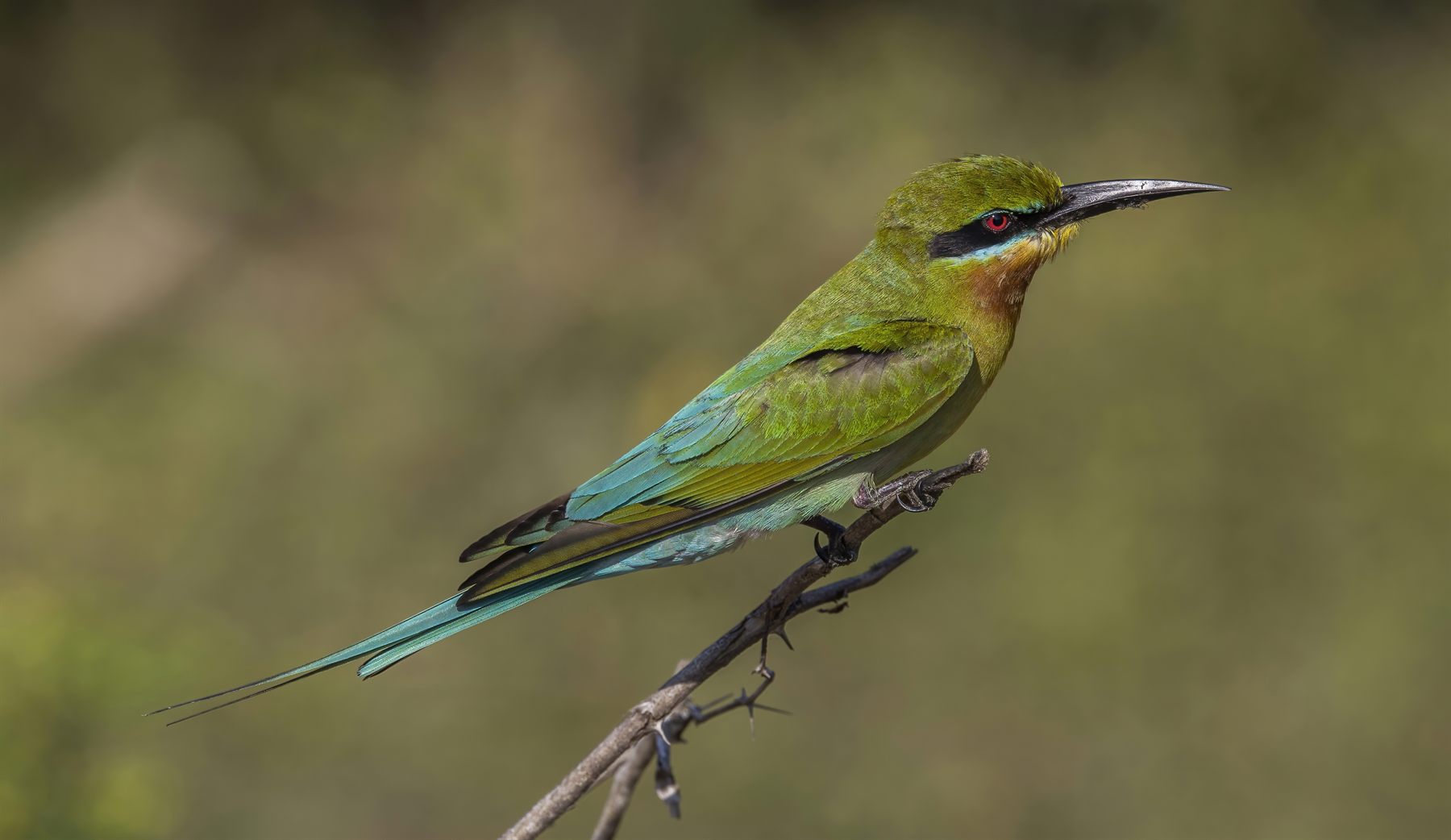 Blue-tailed Bee-eater — Borneo wildlife, book, free download, jungle tour, bird, bird tour