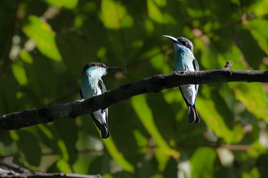 Blue-throated Bee-eater — Borneo wildlife, book, free download, jungle tour, bird, bird tour