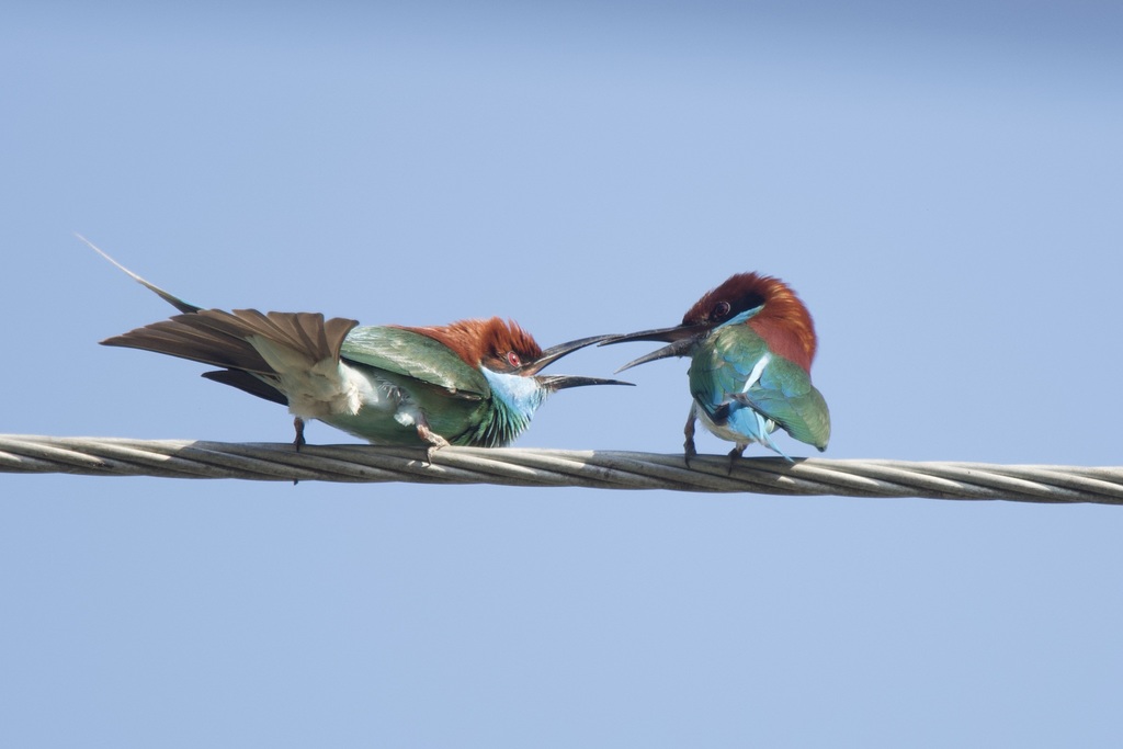 Blue-throated Bee-eater — Borneo wildlife, book, free download, jungle tour, bird, bird tour