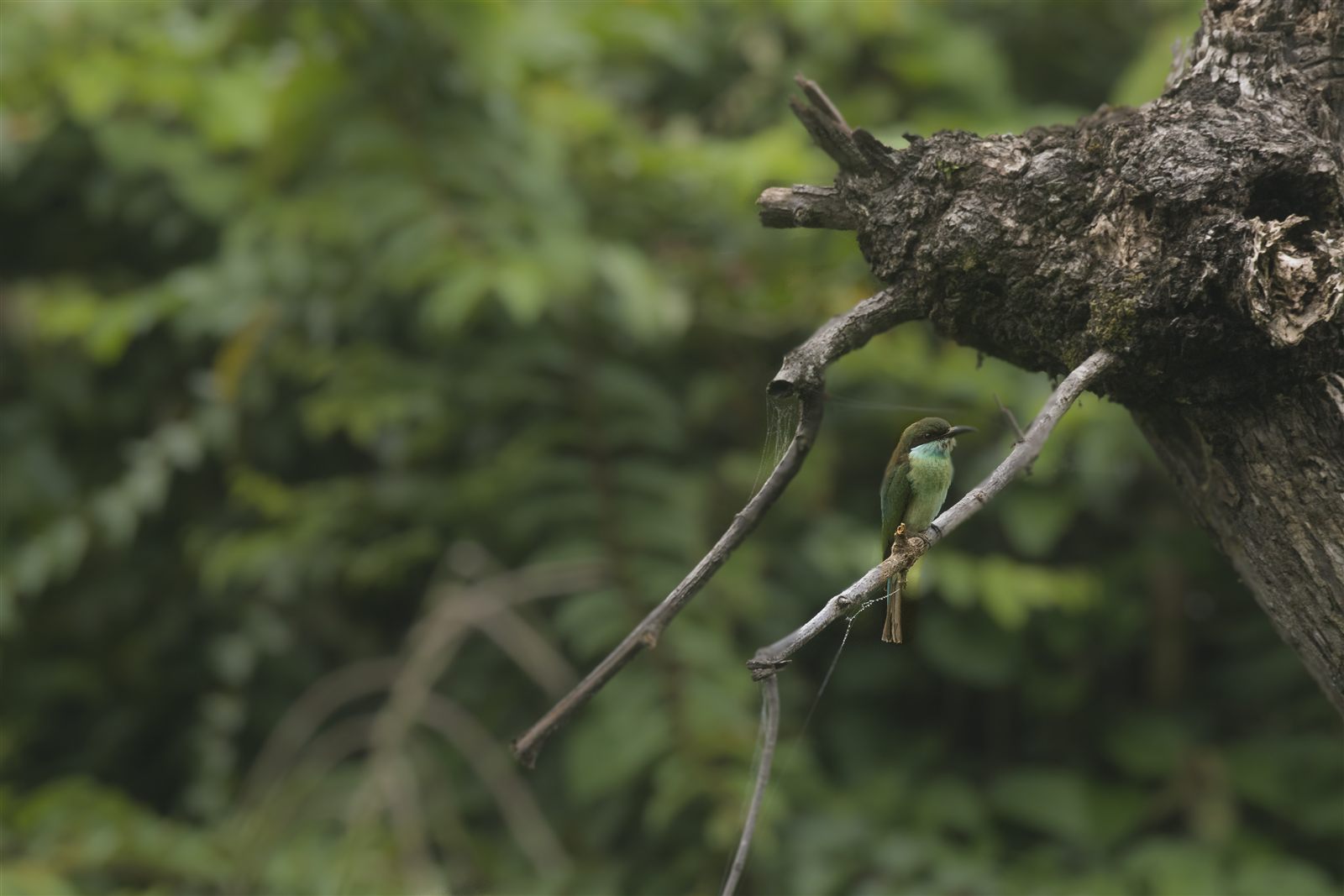 Blue-throated Bee-eater — Borneo wildlife, book, free download, jungle tour, bird, bird tour