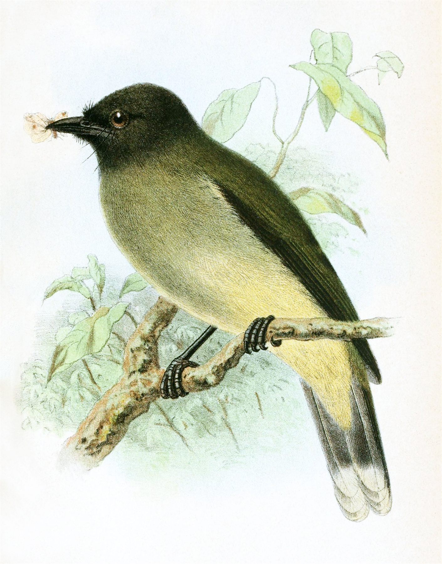 Blue-wattled Bulbul — Borneo wildlife, book, free download, jungle tour, bird, bird tour