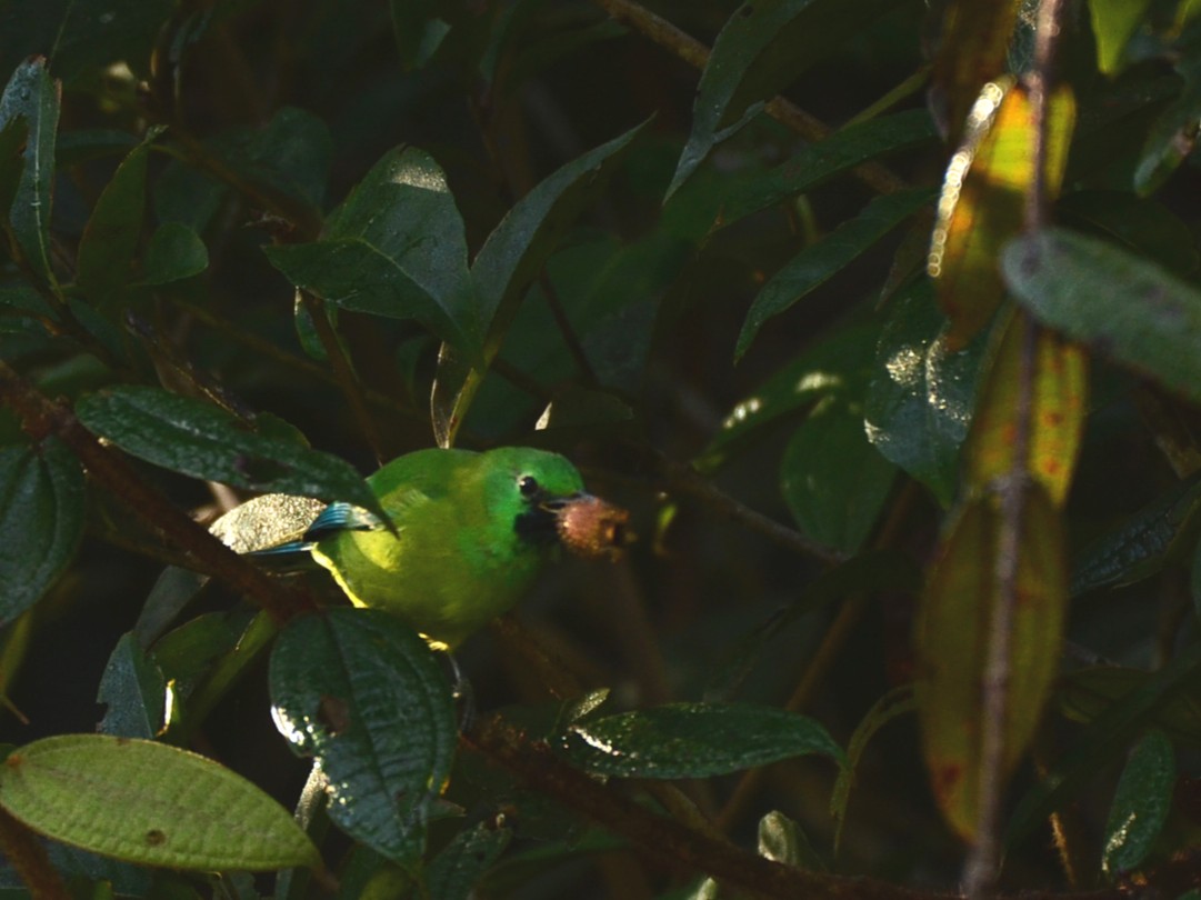 Blue-winged Leafbird — Borneo wildlife, book, free download, jungle tour, bird, bird tour