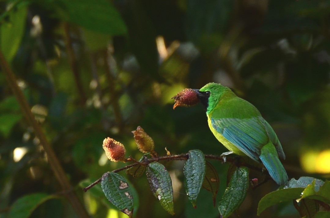 Blue-winged Leafbird — Borneo wildlife, book, free download, jungle tour, bird, bird tour