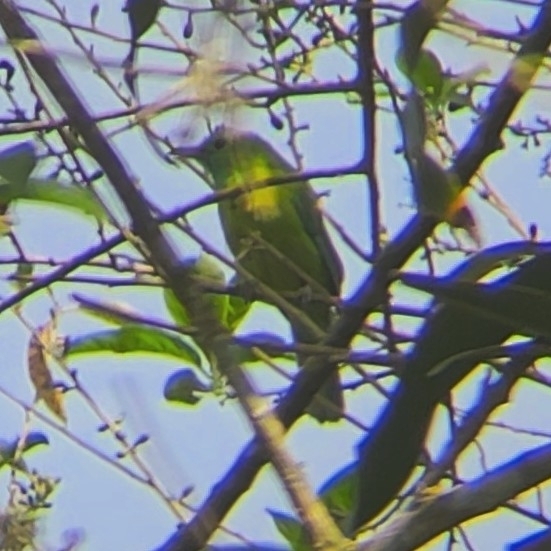 Blue-winged Leafbird — Borneo wildlife, book, free download, jungle tour, bird, bird tour
