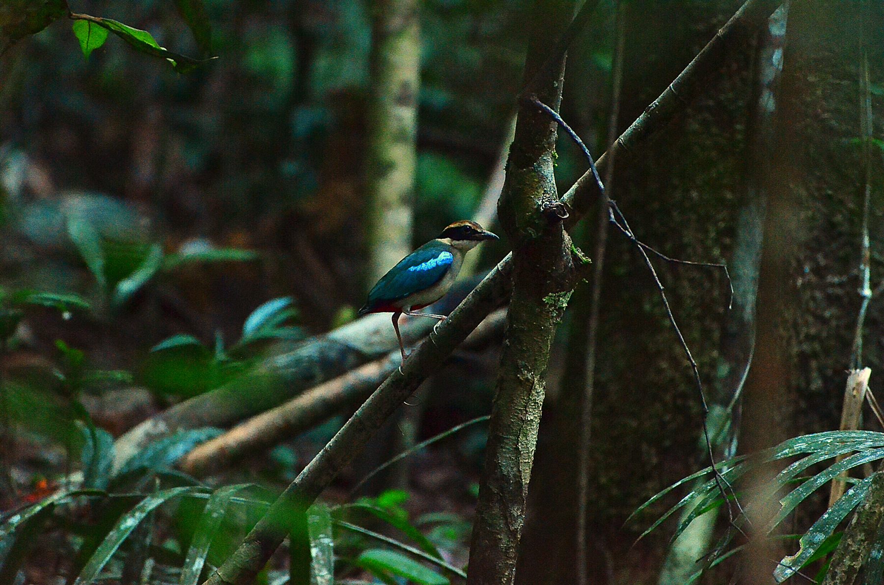 Blue-winged Pitta — Borneo wildlife, book, free download, jungle tour, bird, bird tour