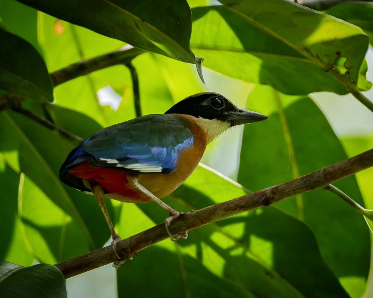 Blue-winged Pitta — Borneo wildlife, book, free download, jungle tour, bird, bird tour
