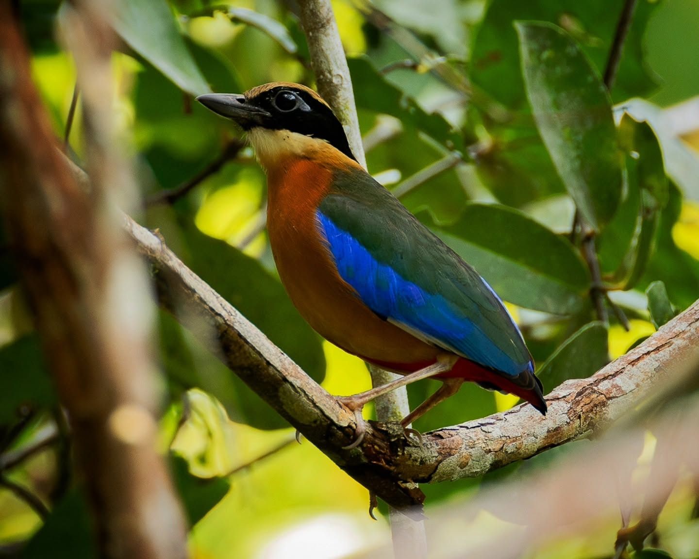 Blue-winged Pitta — Borneo wildlife, book, free download, jungle tour, bird, bird tour