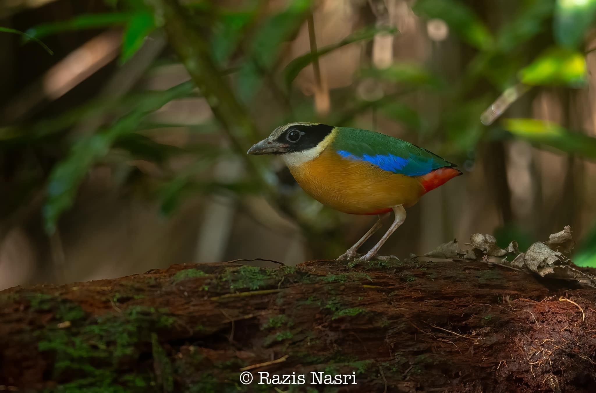 Blue-winged Pitta — Borneo wildlife, book, free download, jungle tour, bird, bird tour