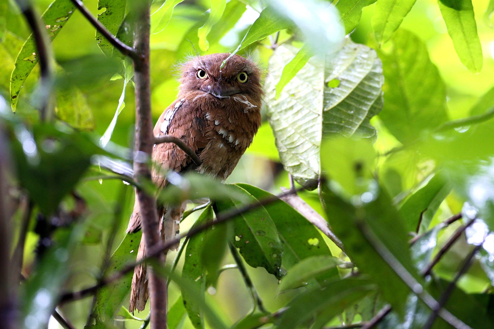 Blyth's Frogmouth — Borneo wildlife, book, free download, jungle tour, bird, bird tour