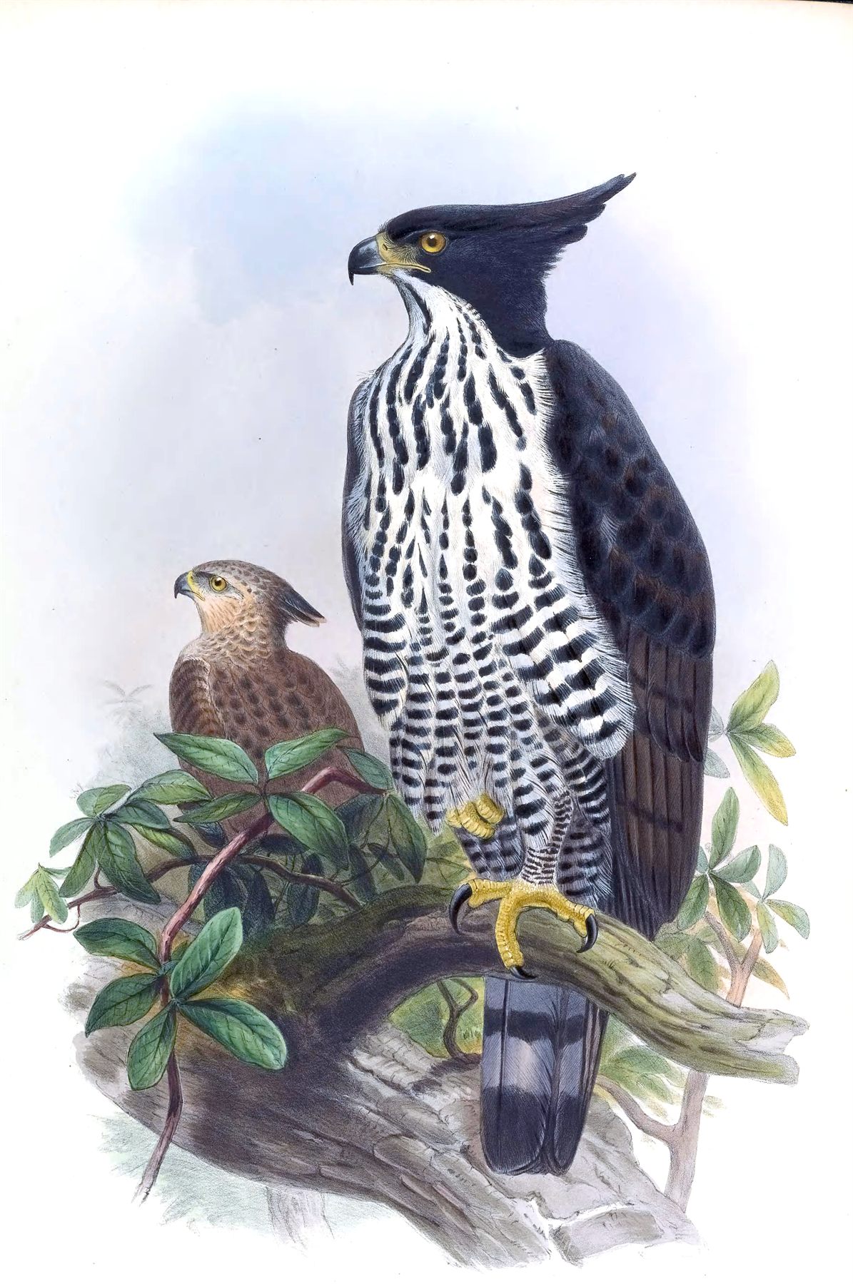 Blyth's Hawk-Eagle — Borneo wildlife, book, free download, jungle tour, bird, bird tour