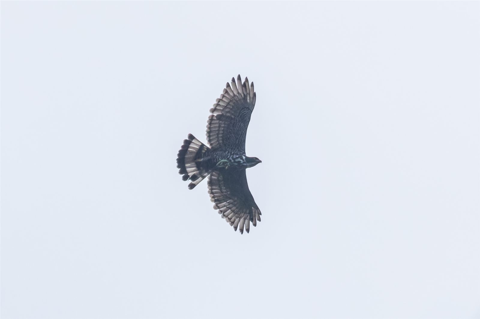 Blyth's Hawk-Eagle — Borneo wildlife, book, free download, jungle tour, bird, bird tour