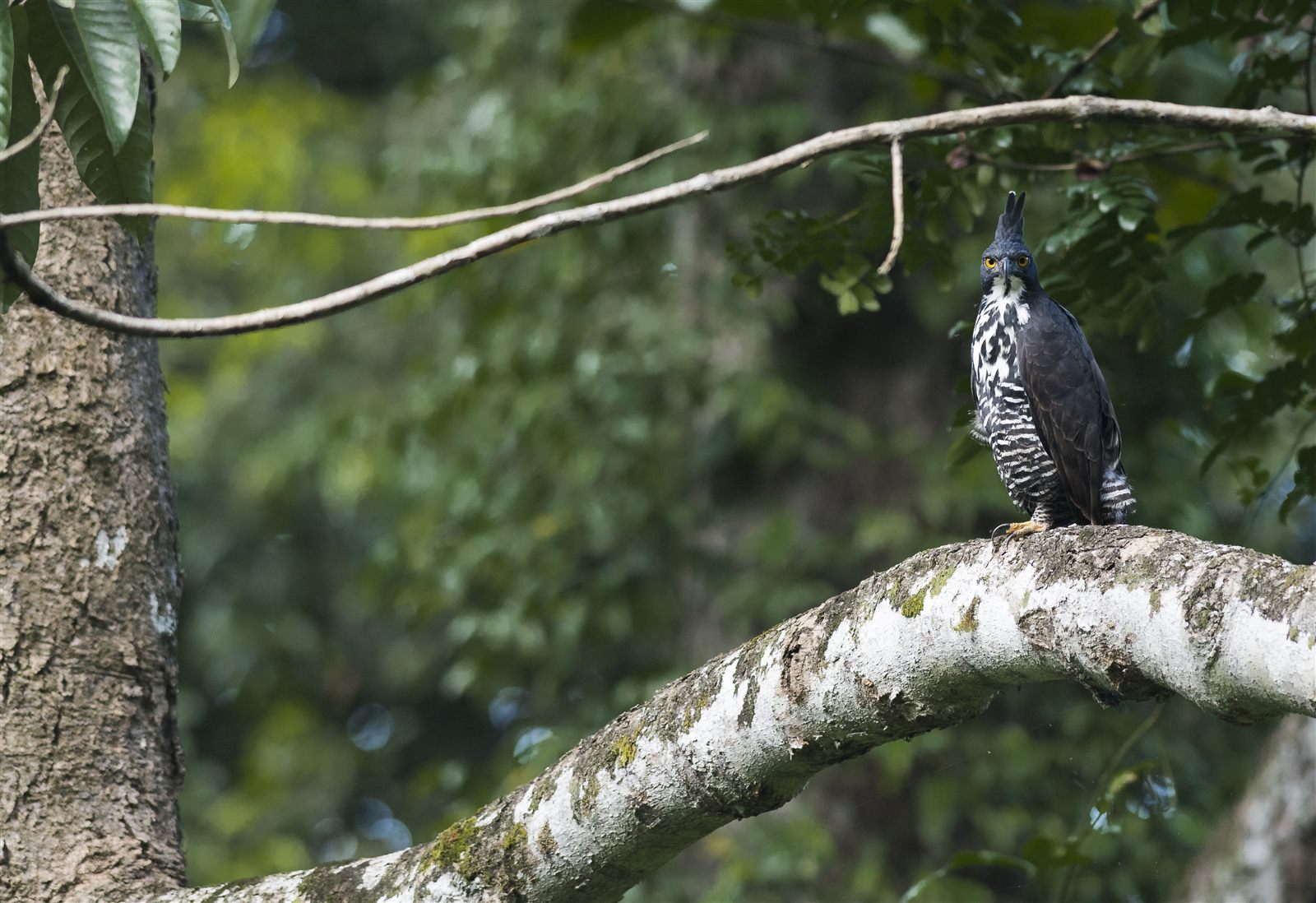 Blyth's Hawk-Eagle — Borneo wildlife, book, free download, jungle tour, bird, bird tour