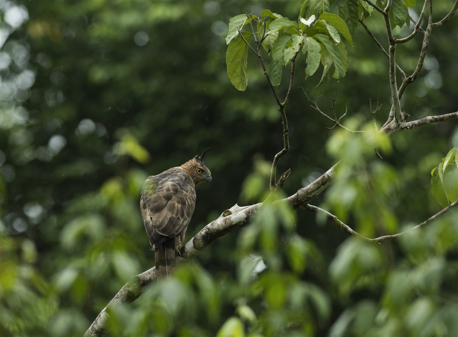 Blyth's Hawk-Eagle — Borneo wildlife, book, free download, jungle tour, bird, bird tour