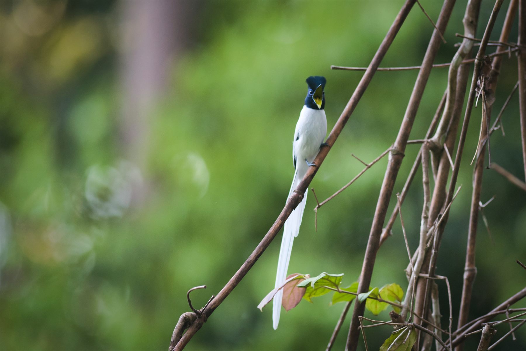 Blyth's Paradise-flycatcher — Borneo wildlife, book, free download, jungle tour, bird, bird tour