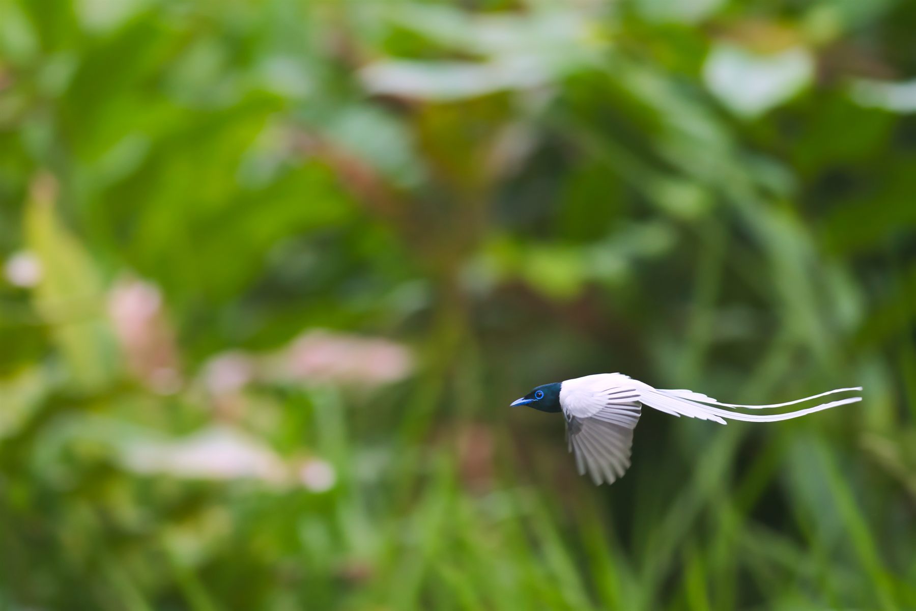 Blyth's Paradise-flycatcher — Borneo wildlife, book, free download, jungle tour, bird, bird tour