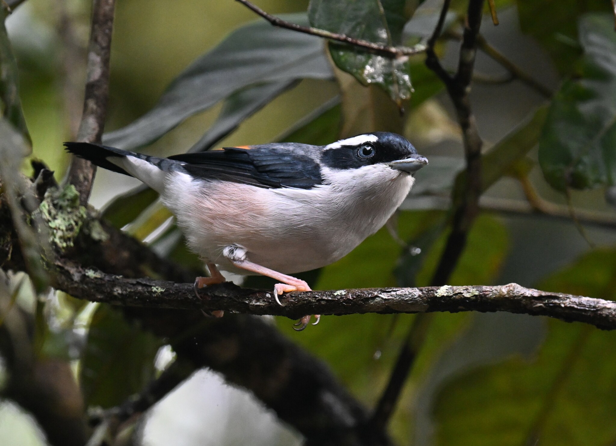 White-browed Shrike-Babbler — Borneo wildlife, book, free download, jungle tour, bird, bird tour