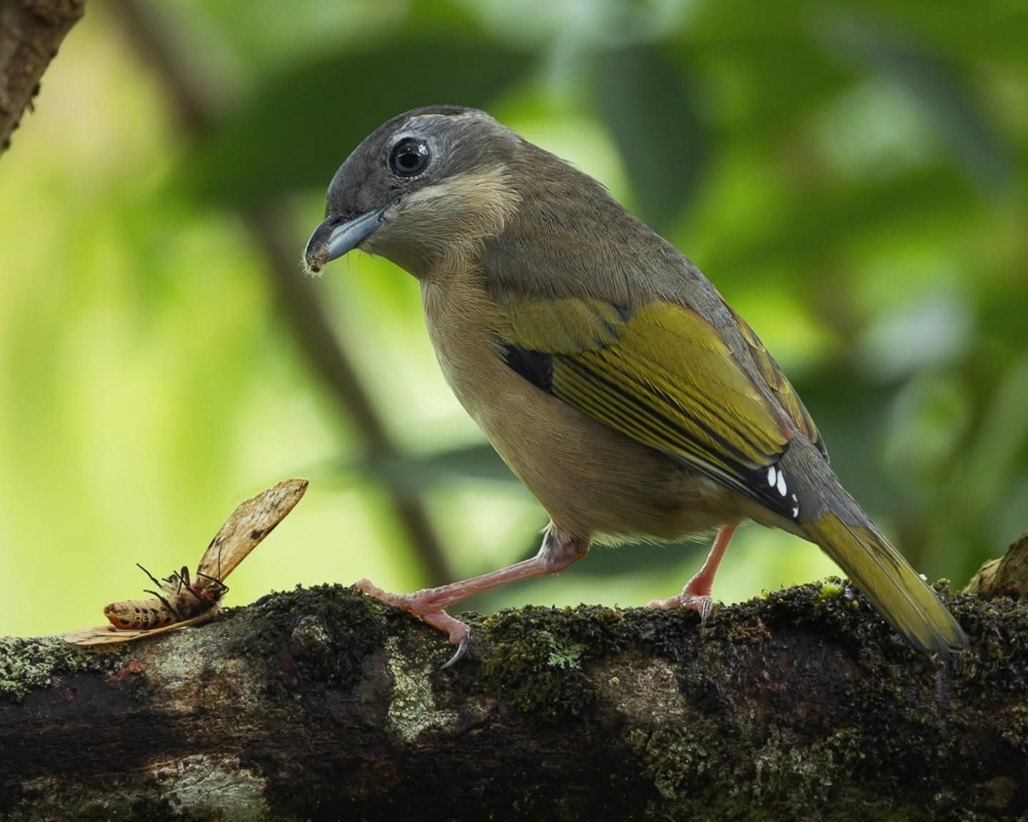White-browed Shrike-Babbler — Borneo wildlife, book, free download, jungle tour, bird, bird tour