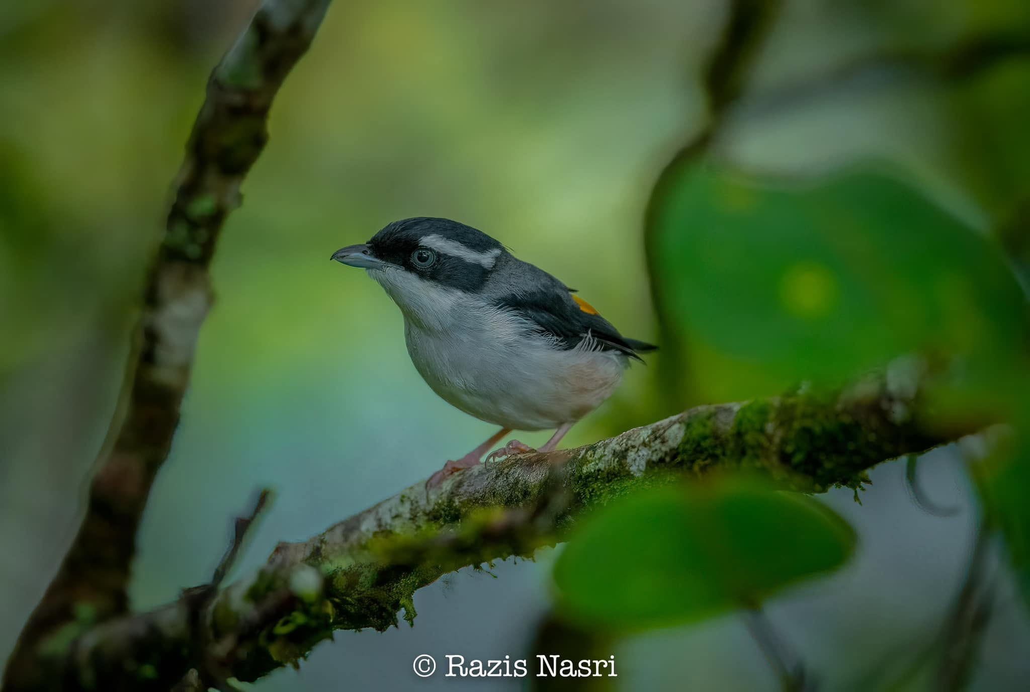 White-browed Shrike-Babbler — Borneo wildlife, book, free download, jungle tour, bird, bird tour