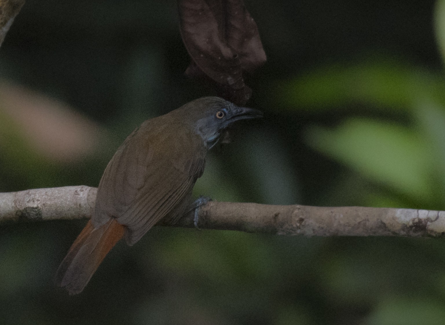 Bold-striped Tit-Babbler — Borneo wildlife, book, free download, jungle tour, bird, bird tour