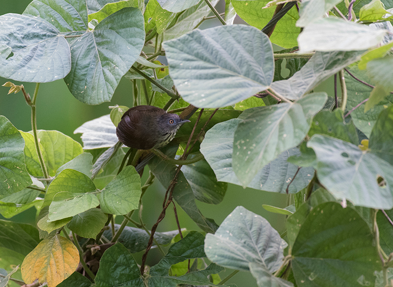 Bold-striped Tit-Babbler — Borneo wildlife, book, free download, jungle tour, bird, bird tour