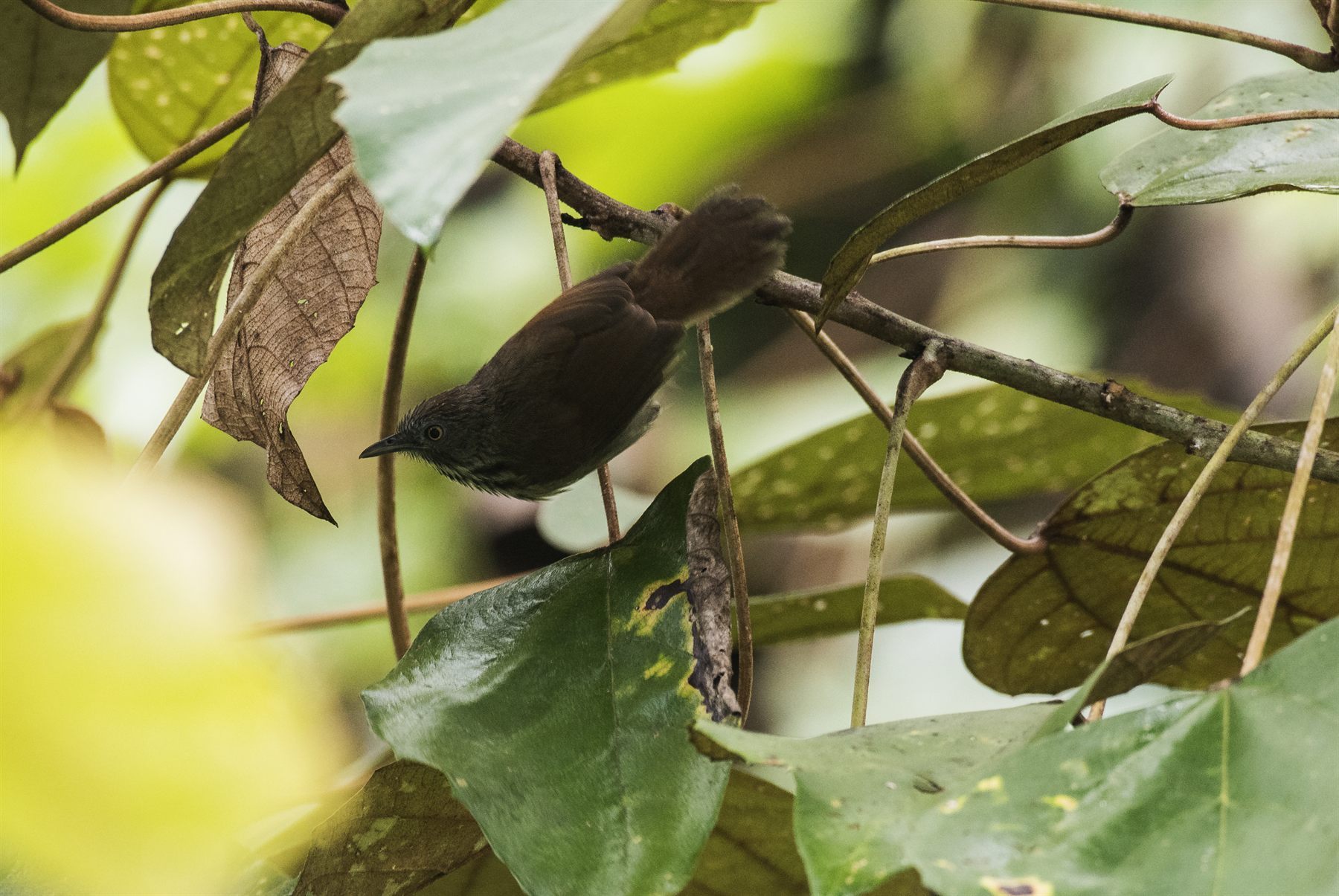 Bold-striped Tit-Babbler — Borneo wildlife, book, free download, jungle tour, bird, bird tour