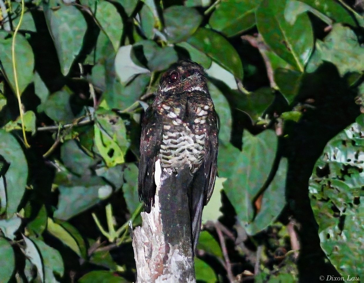 Bonaparte's Nightjar — Borneo wildlife, book, free download, jungle tour, bird, bird tour