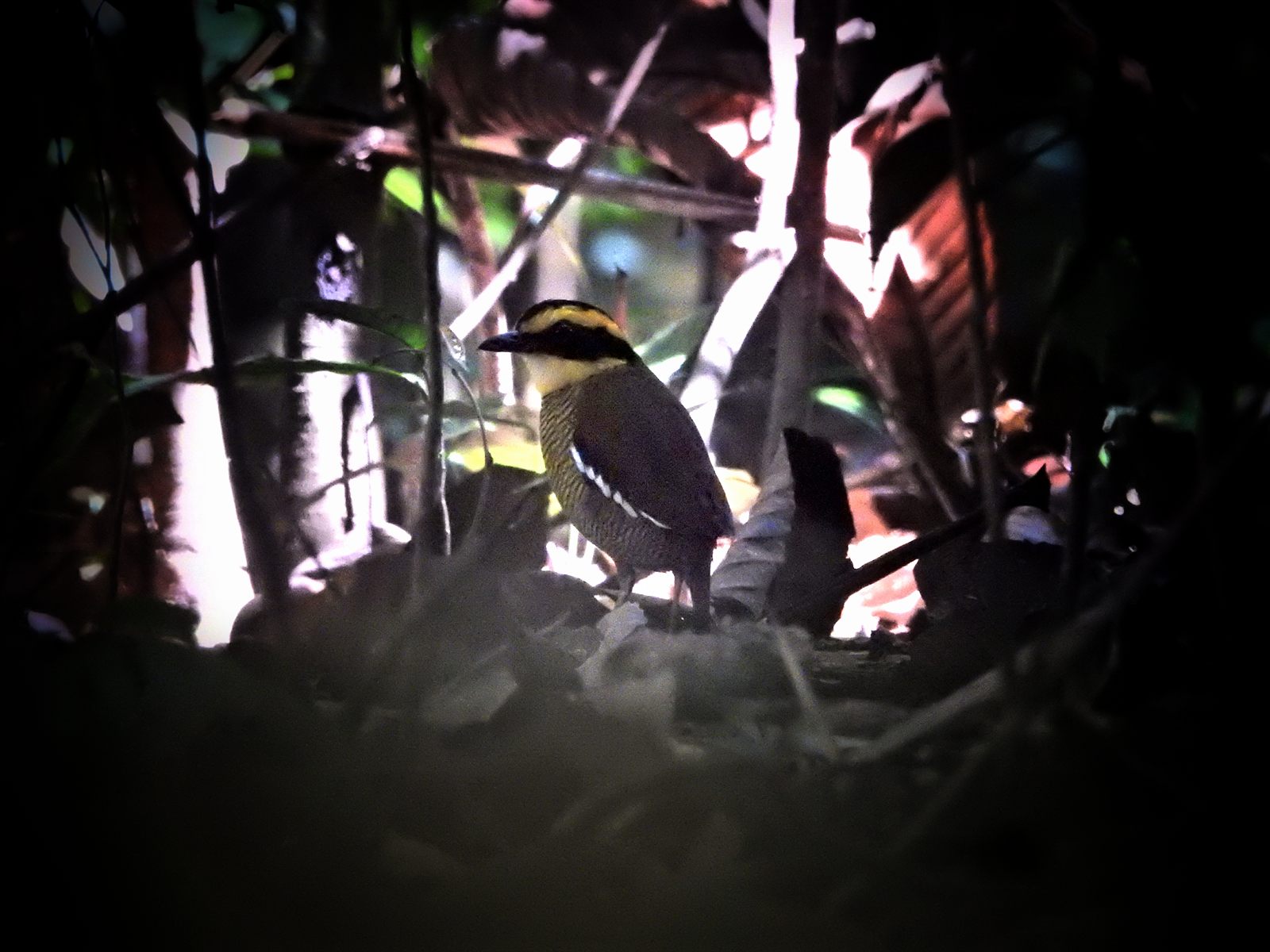 Bornean Banded-Pitta — Borneo wildlife, book, free download, jungle tour, bird, bird tour