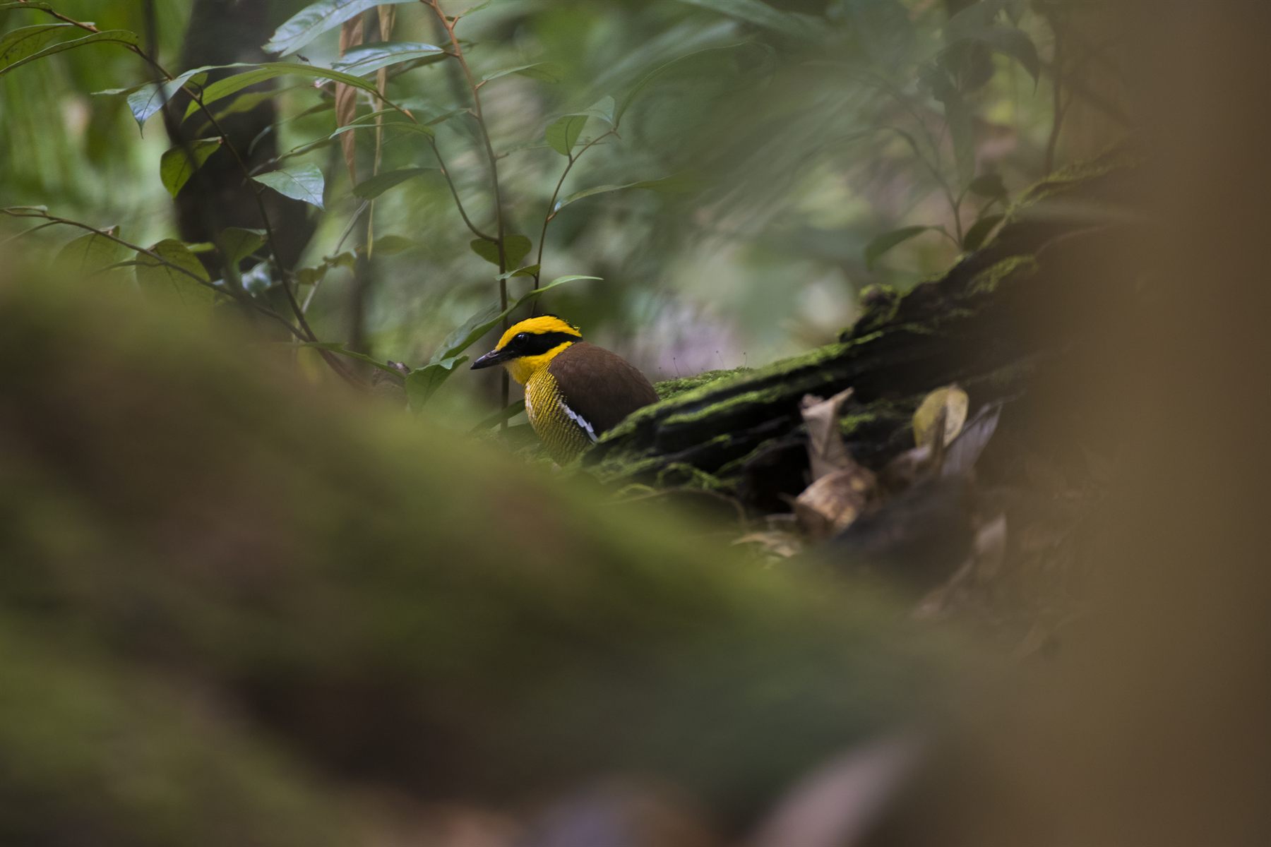 Bornean Banded-Pitta — Borneo wildlife, book, free download, jungle tour, bird, bird tour