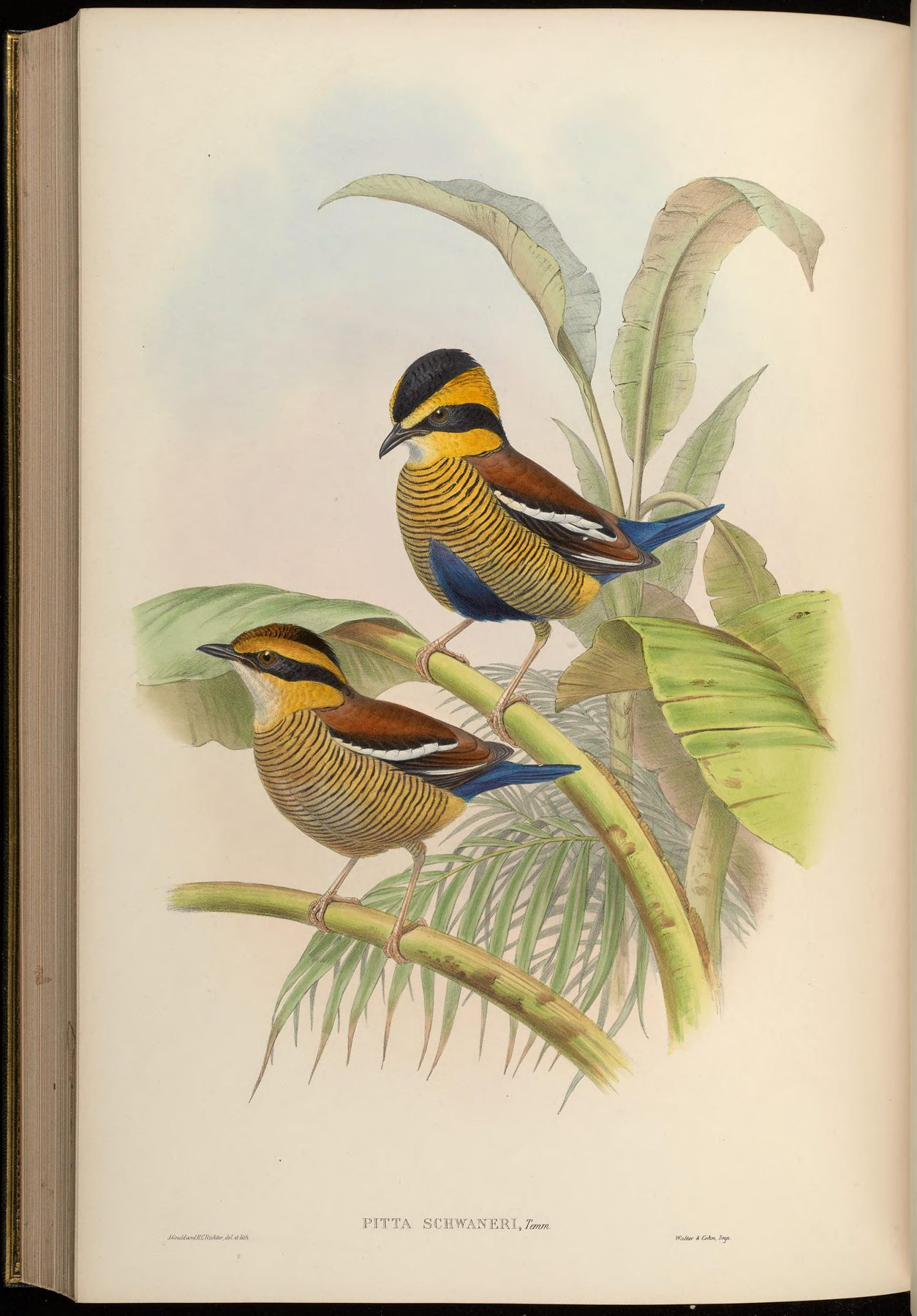 Bornean Banded-Pitta — Borneo wildlife, book, free download, jungle tour, bird, bird tour
