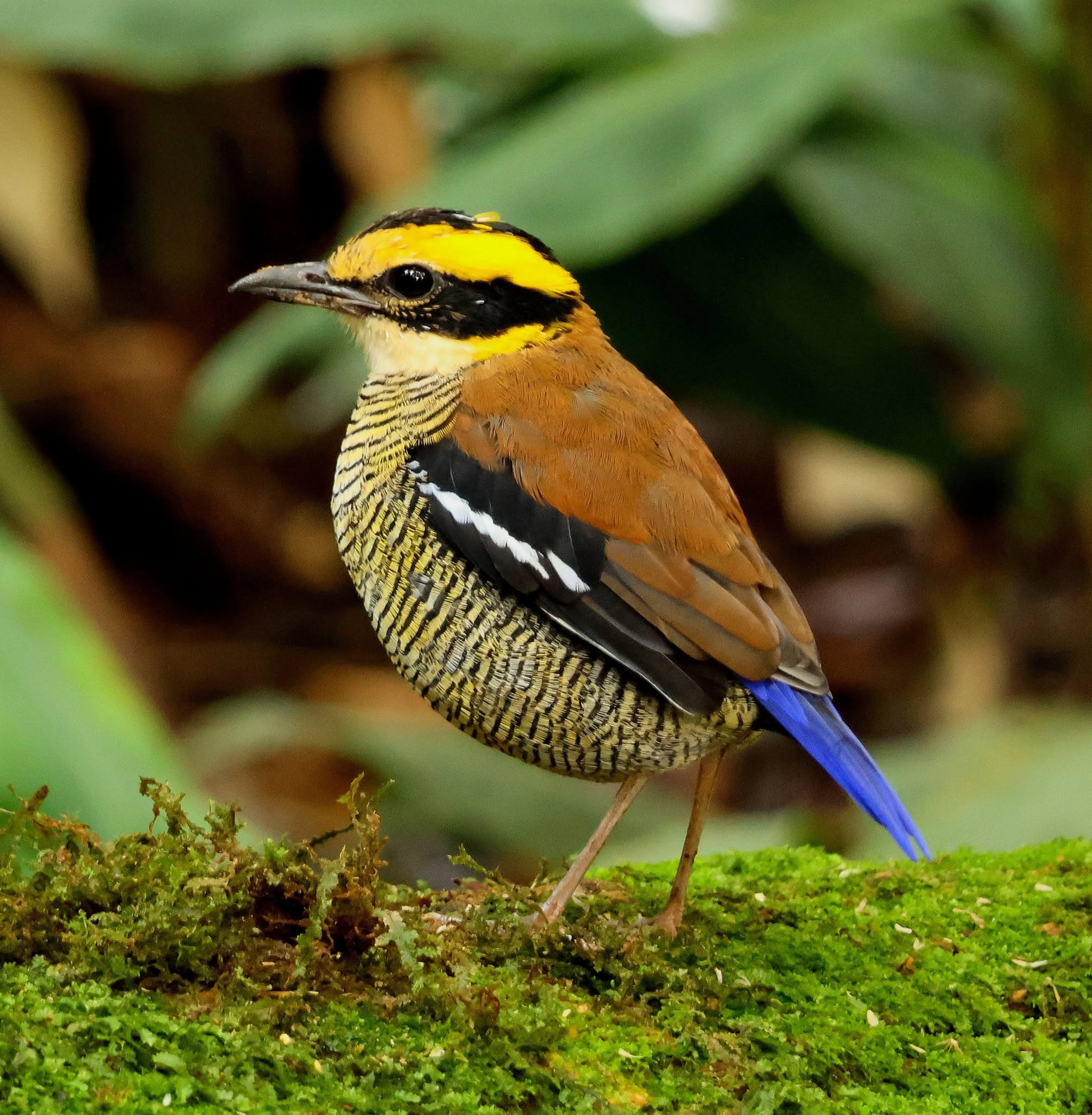 Bornean Banded-Pitta — Borneo wildlife, book, free download, jungle tour, bird, bird tour