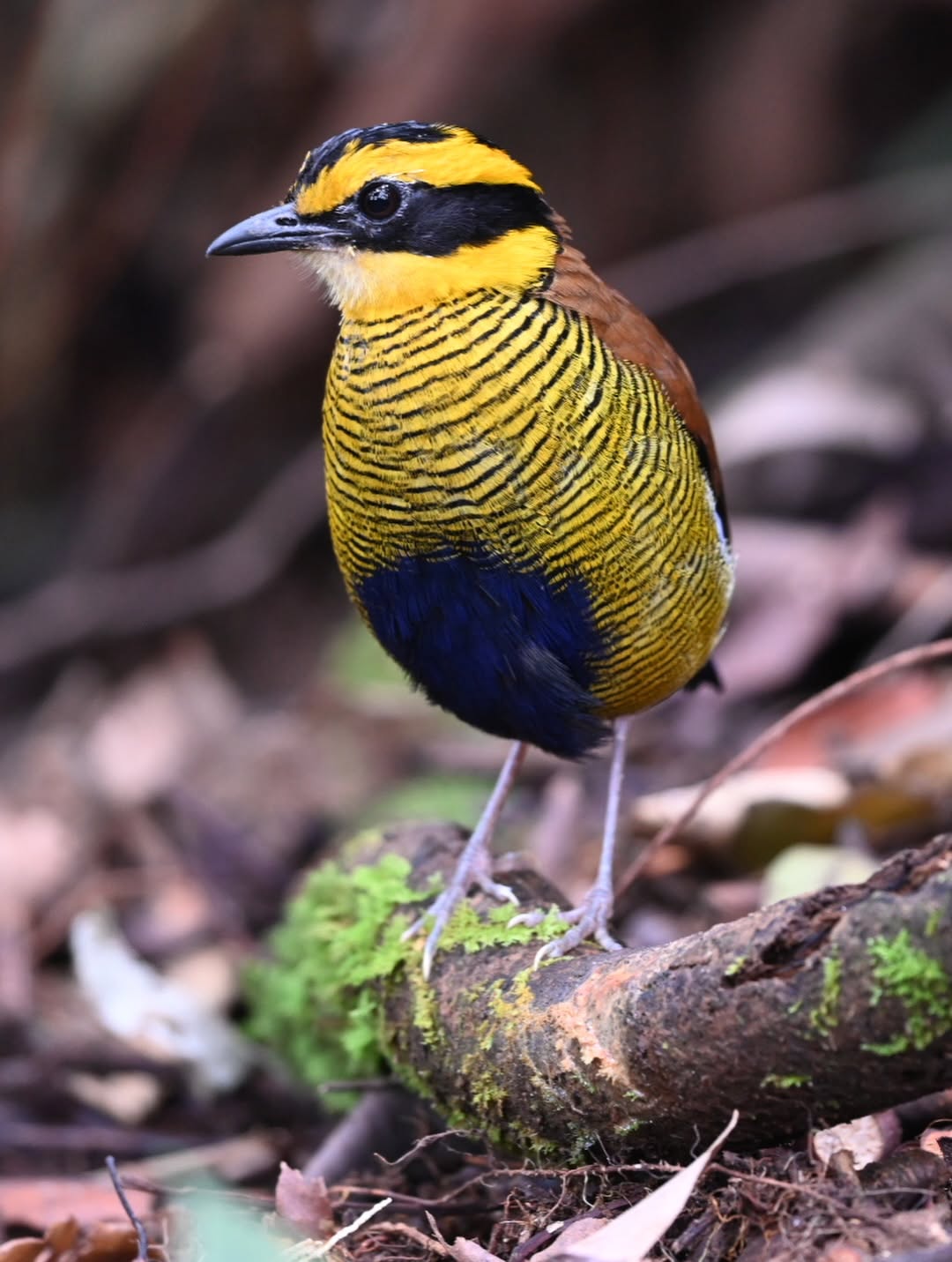 Bornean Banded-Pitta — Borneo wildlife, book, free download, jungle tour, bird, bird tour