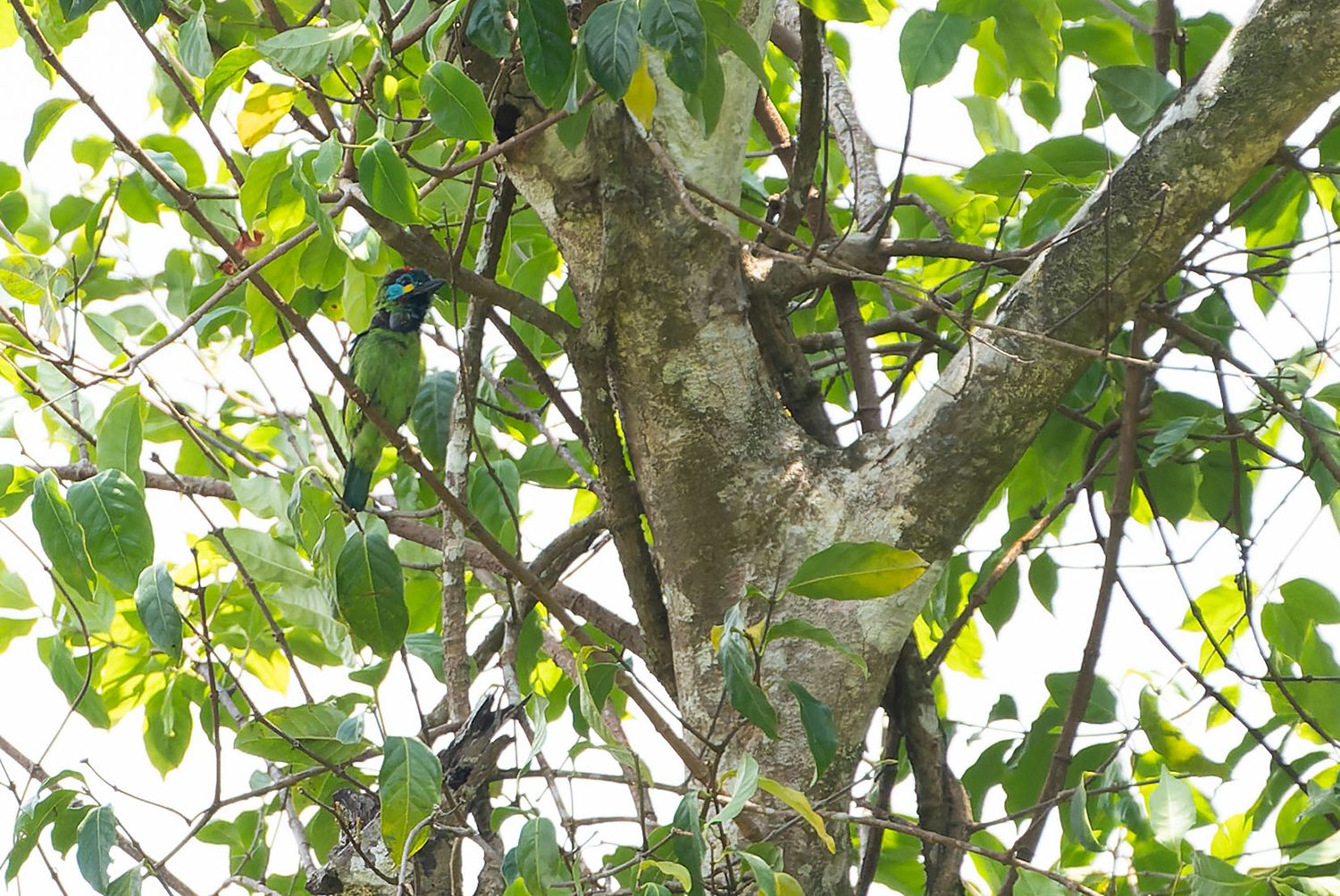 Bornean Barbet — Borneo wildlife, book, free download, jungle tour, bird, bird tour