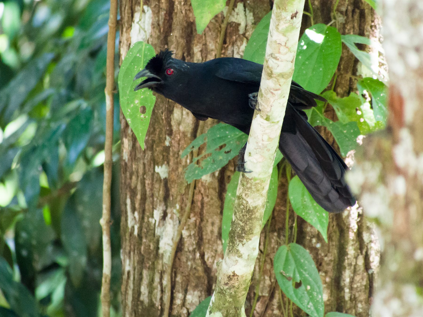 Bornean Black Magpie — Borneo wildlife, book, free download, jungle tour, bird, bird tour