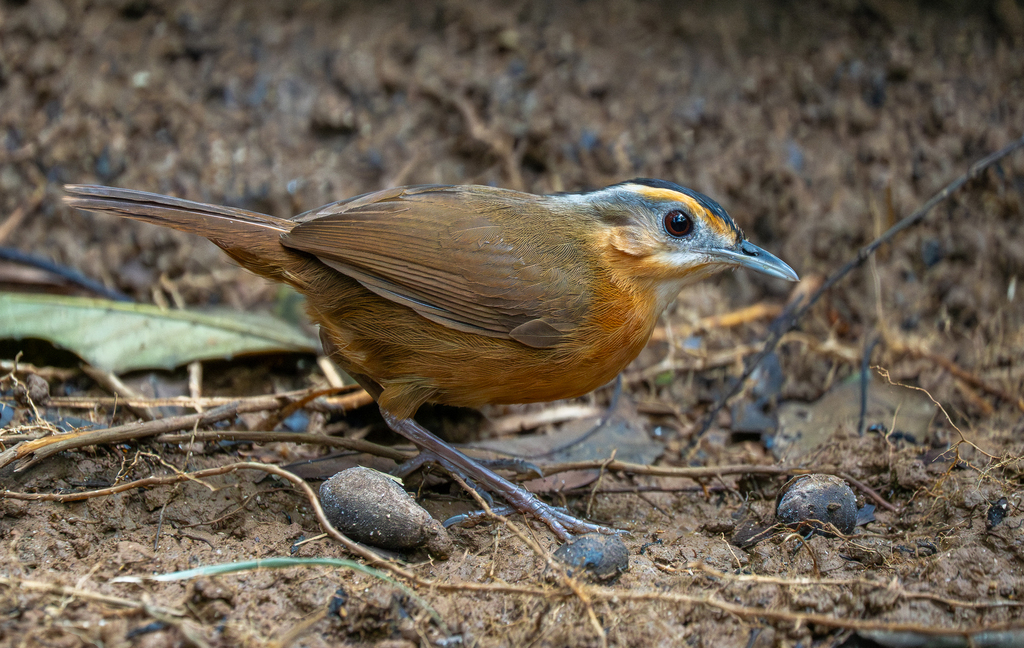 Bornean Black-capped Babbler — Borneo wildlife, book, free download, jungle tour, bird, bird tour