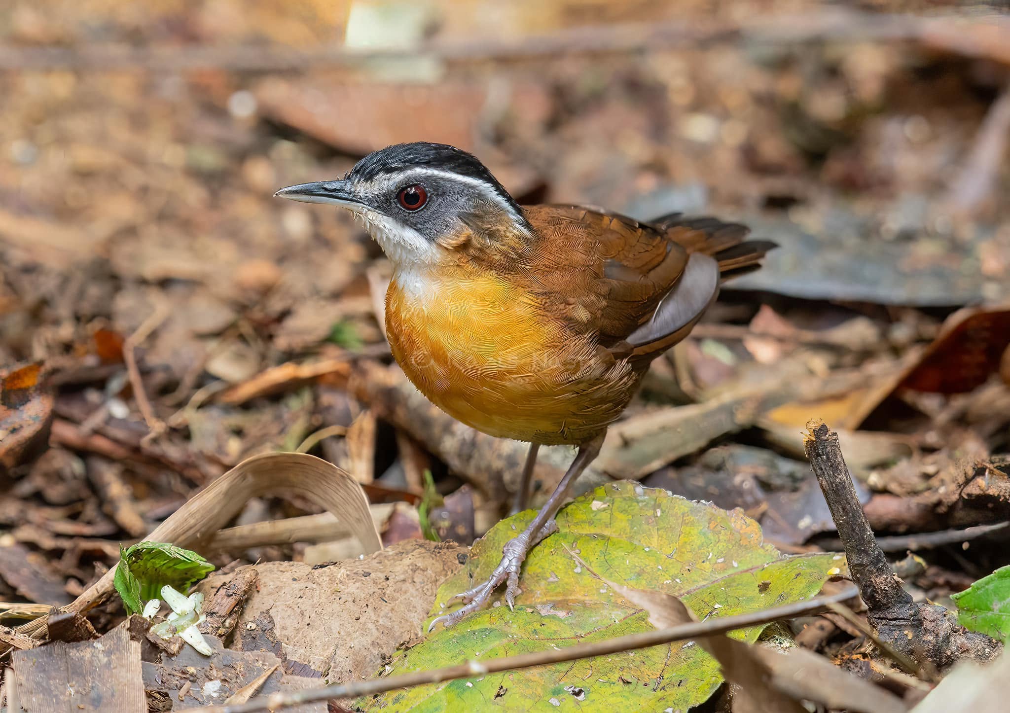 Bornean Black-capped Babbler — Borneo wildlife, book, free download, jungle tour, bird, bird tour