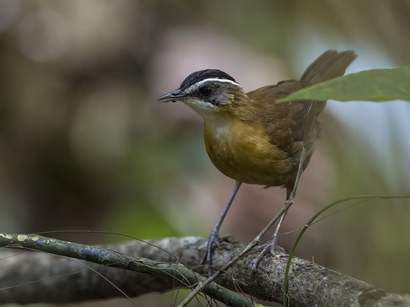 Bornean Black-capped Babbler — Borneo wildlife, book, free download, jungle tour, bird, bird tour