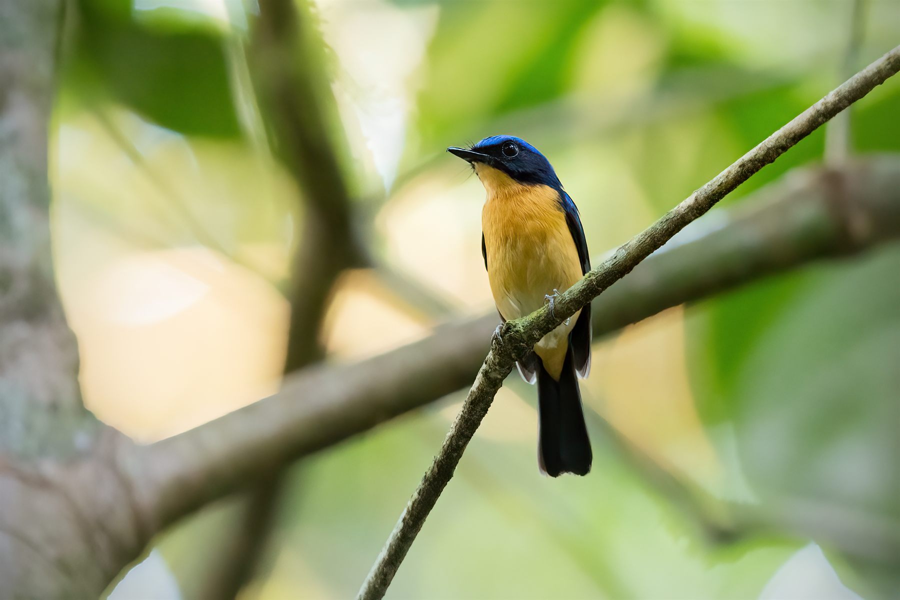 Bornean Blue Flycatcher — Borneo wildlife, book, free download, jungle tour, bird, bird tour