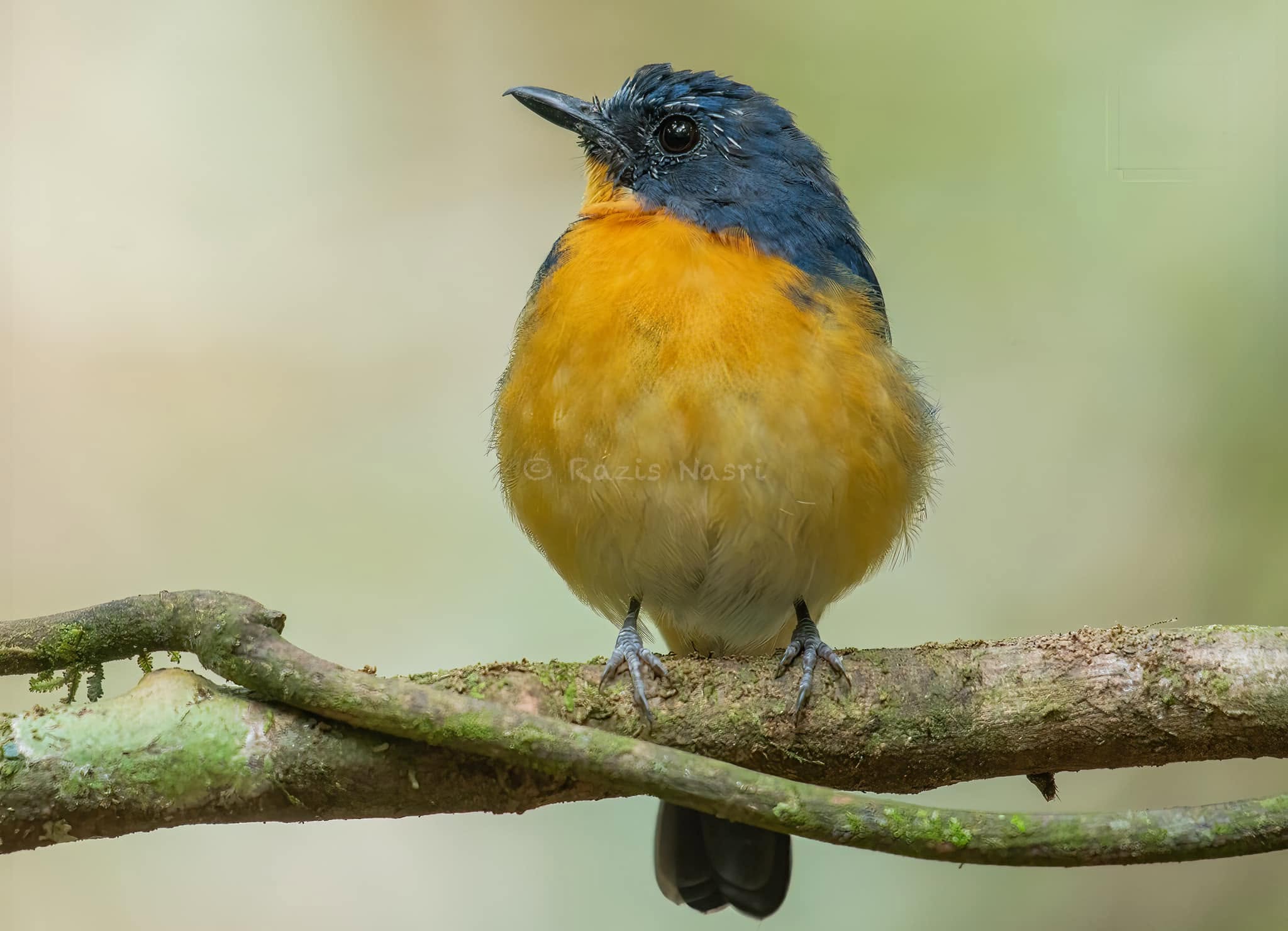 Bornean Blue Flycatcher — Borneo wildlife, book, free download, jungle tour, bird, bird tour