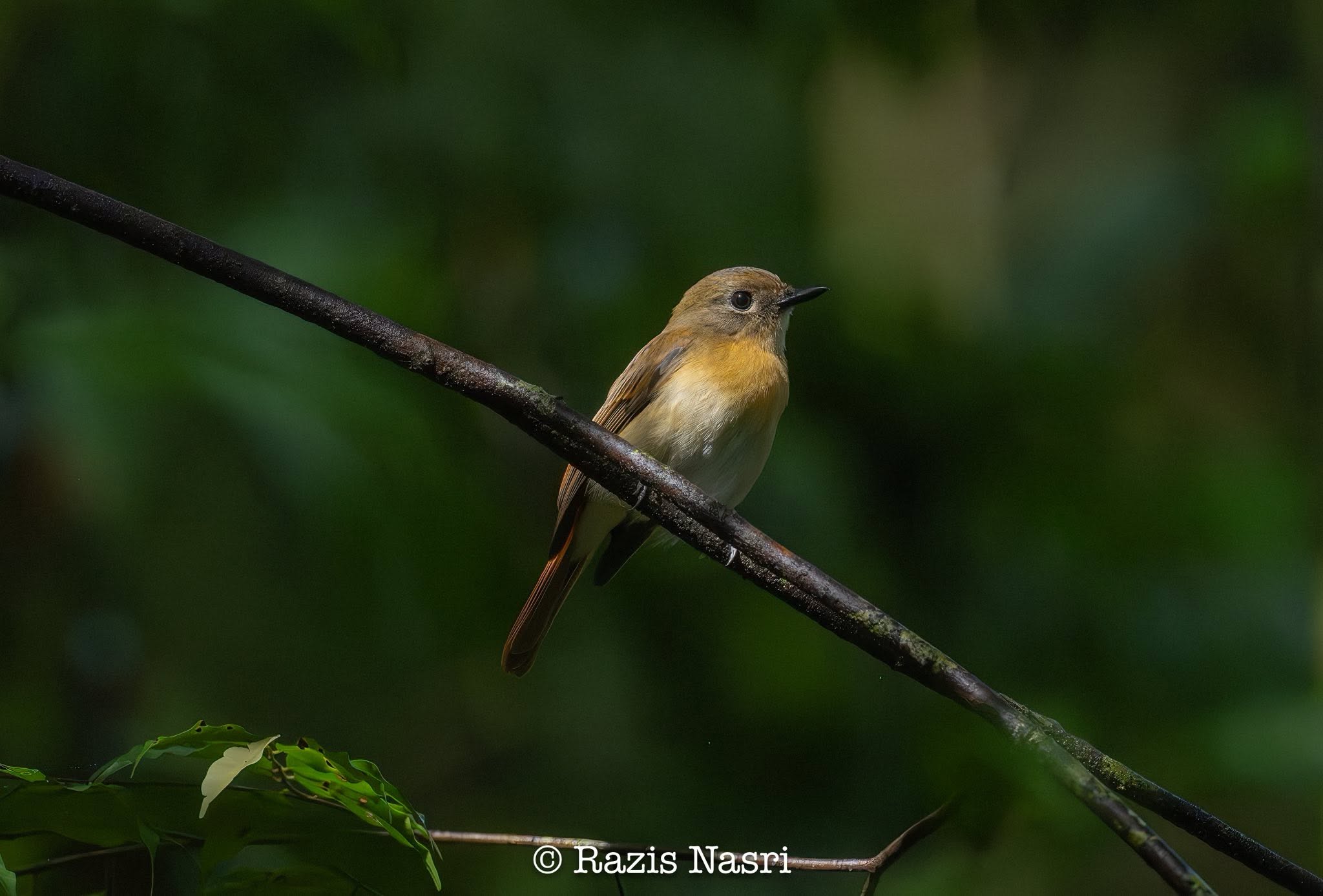 Bornean Blue Flycatcher — Borneo wildlife, book, free download, jungle tour, bird, bird tour