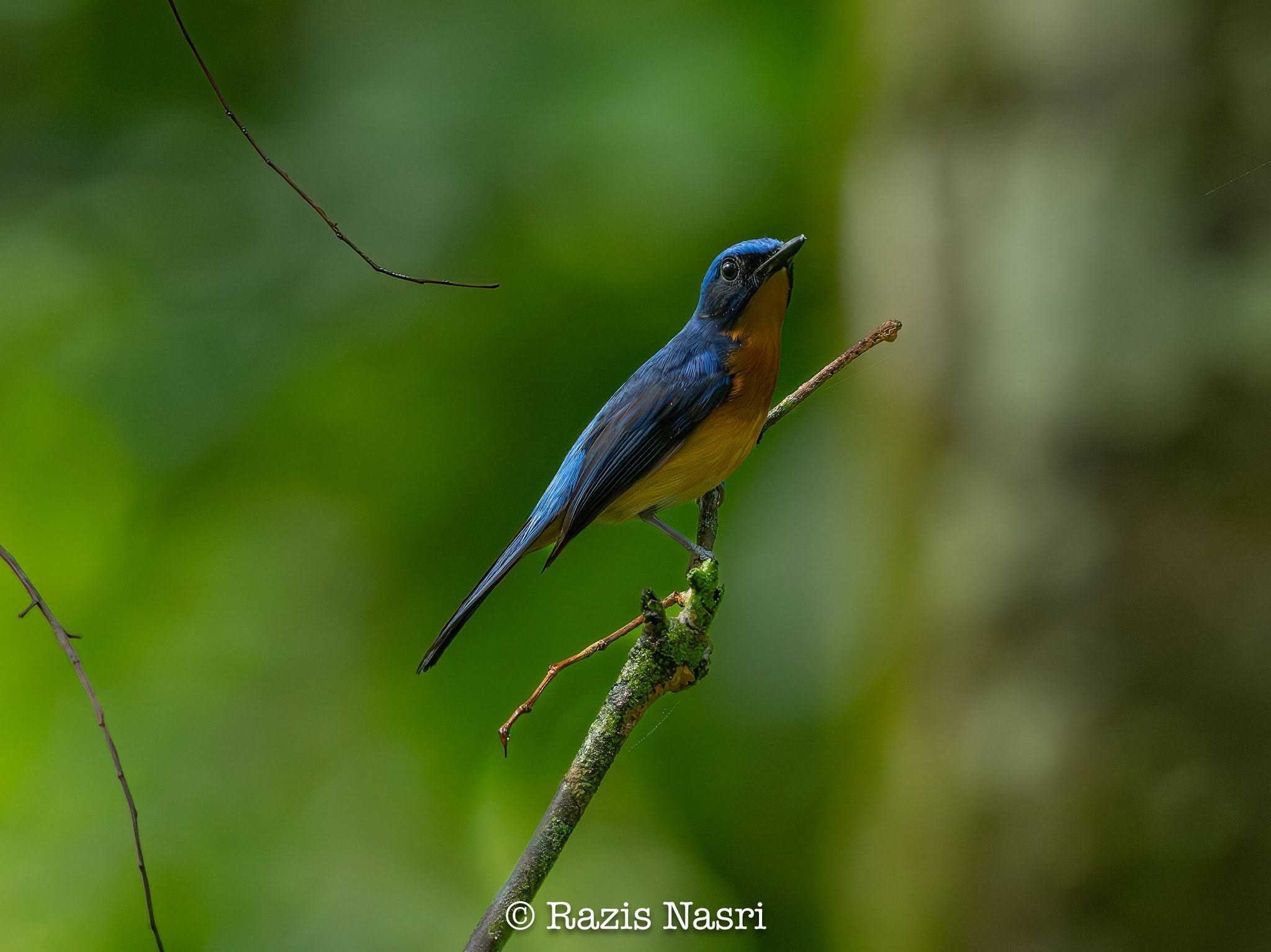 Bornean Blue Flycatcher — Borneo wildlife, book, free download, jungle tour, bird, bird tour