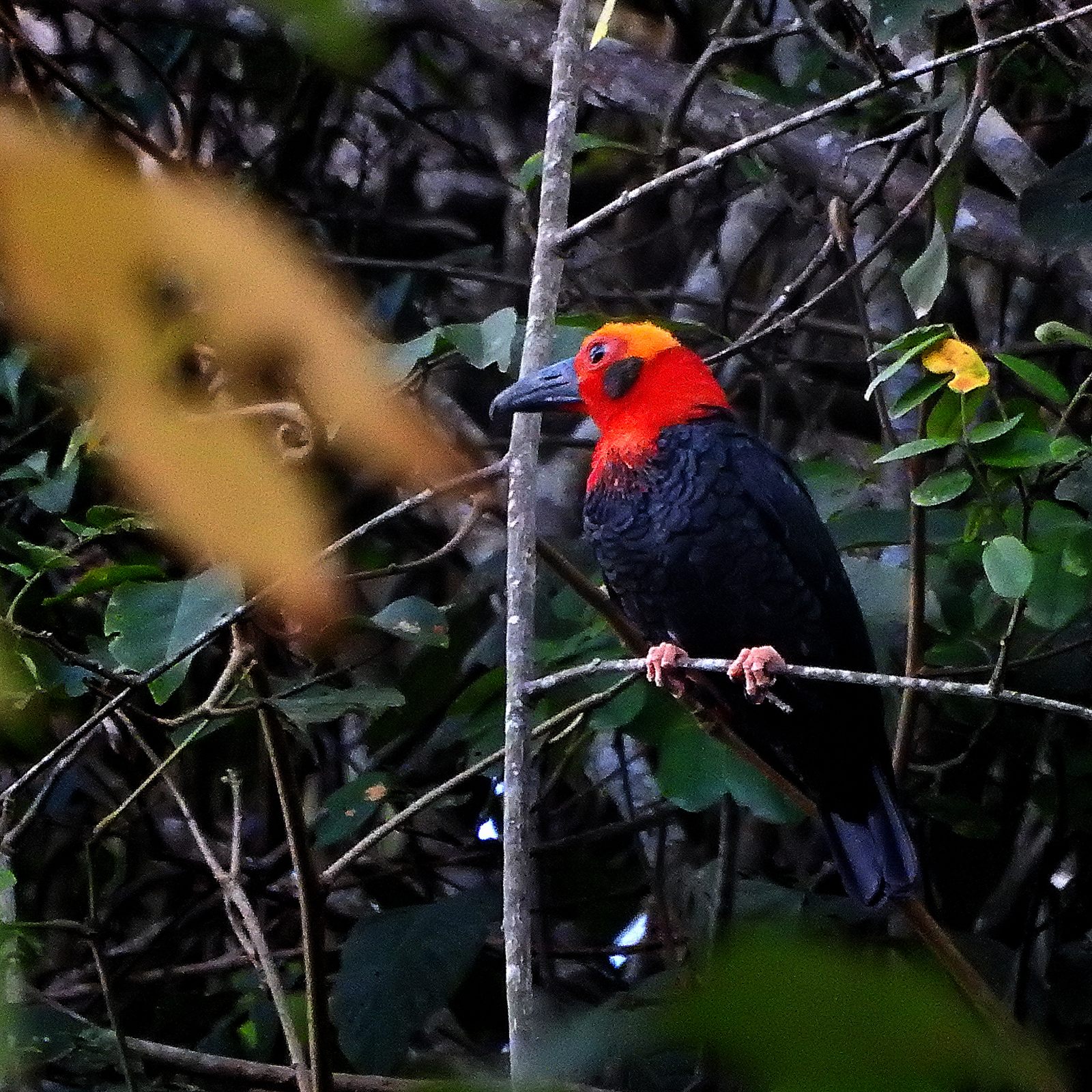 Bornean Bristlehead — Borneo wildlife, book, free download, jungle tour, bird, bird tour