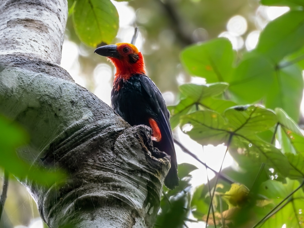 Bornean Bristlehead — Borneo wildlife, book, free download, jungle tour, bird, bird tour