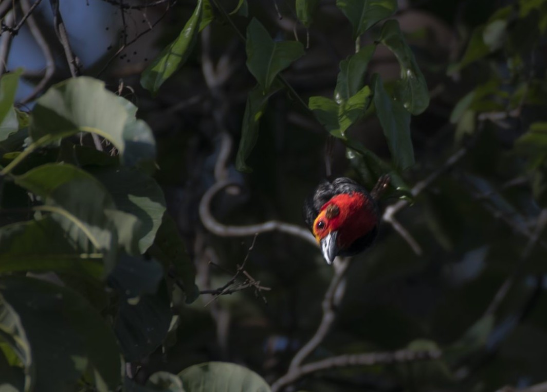 Bornean Bristlehead — Borneo wildlife, book, free download, jungle tour, bird, bird tour